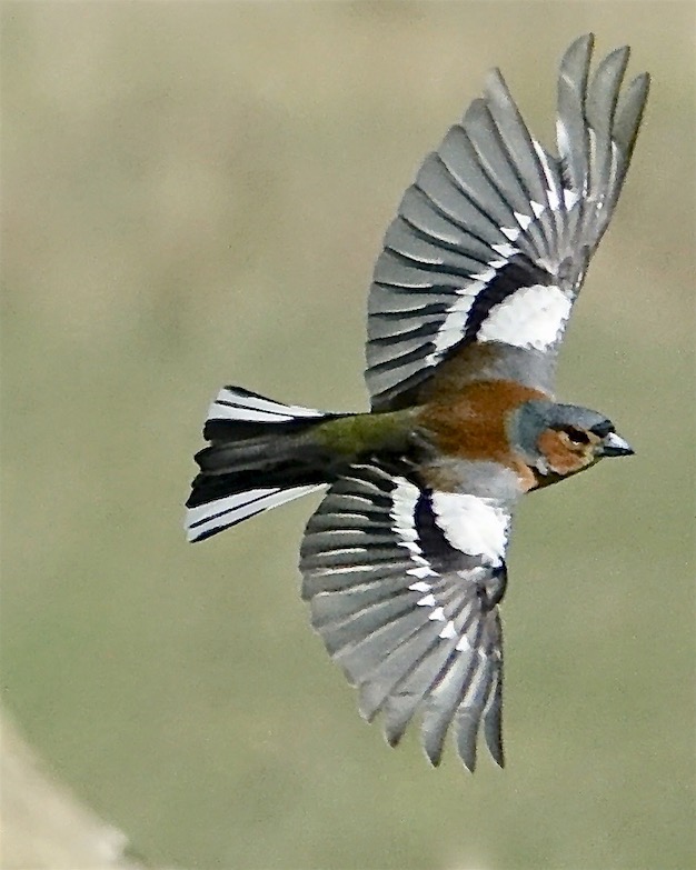 chaffinch